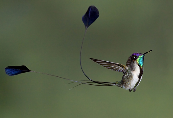 PERUVIAN BIODIVERSITY AND ITS MARVELOUS FAUNA